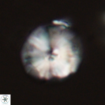 Calcidiscus cf pacificanus 68055