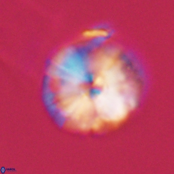 Calcidiscus cf pacificanus 68056