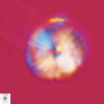 Calcidiscus cf pacificanus 68056