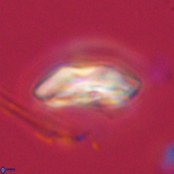 Calcidiscus cf pacificanus 68058