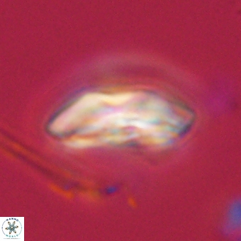 Calcidiscus cf pacificanus 68058