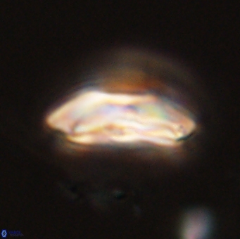 Calcidiscus cf pacificanus 68060