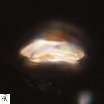Calcidiscus cf pacificanus 68060