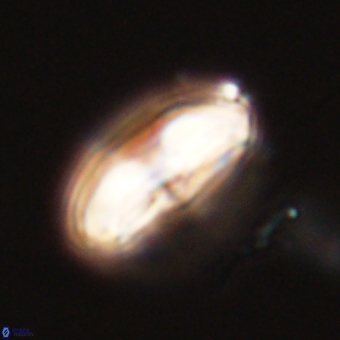 Calcidiscus cf pacificanus 68061