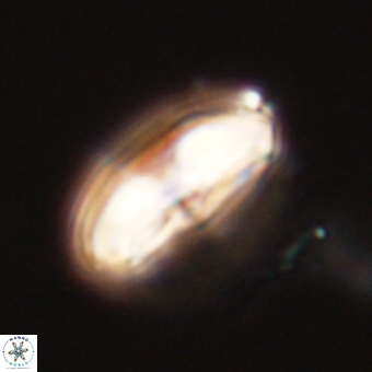 Calcidiscus cf pacificanus 68061