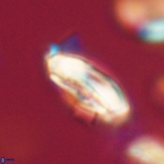 Calcidiscus cf pacificanus 68064