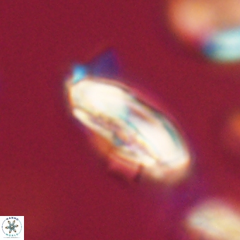 Calcidiscus cf pacificanus 68064