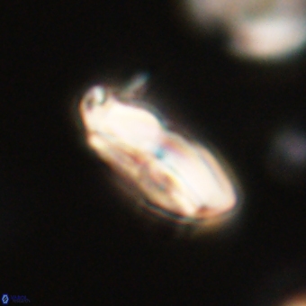 Calcidiscus cf pacificanus 68065