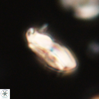 Calcidiscus cf pacificanus 68065