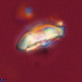 Calcidiscus cf pacificanus 68068