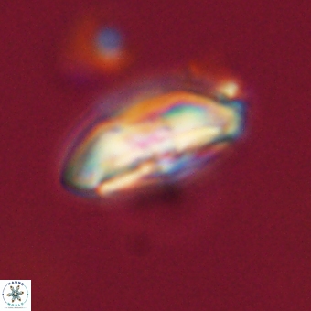 Calcidiscus cf pacificanus 68068