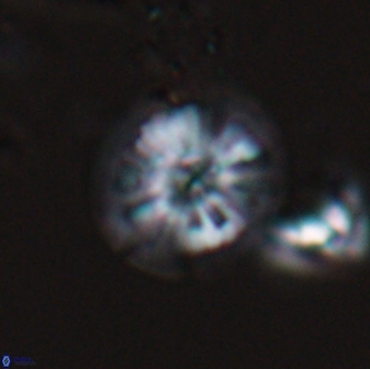 Calcidiscus cf pacificanus Unknown 00005