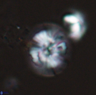 Calcidiscus cf pacificanus Unknown 00001