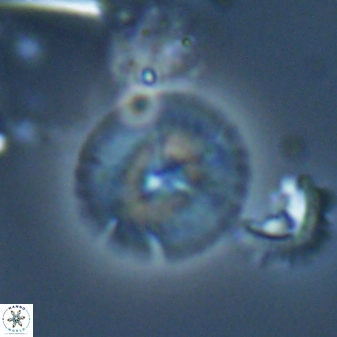 Calcidiscus cf pacificanus Unknown 00014