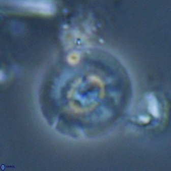 Calcidiscus cf pacificanus Unknown 00012