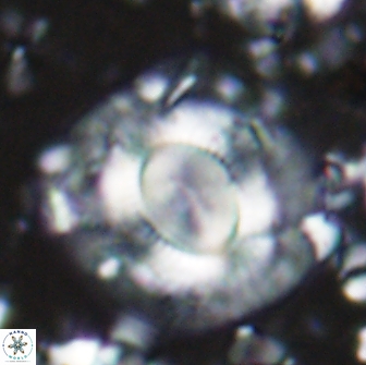 Calcidiscus gallagheri 14624