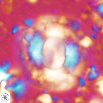 Calcidiscus gallagheri 14626