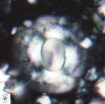 Calcidiscus gallagheri 14627
