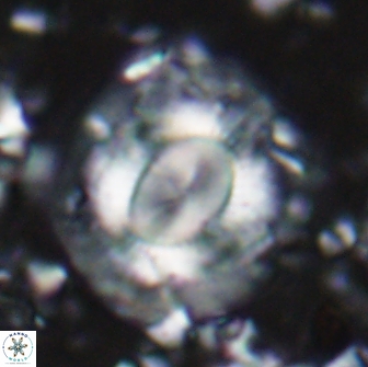 Calcidiscus gallagheri 14628