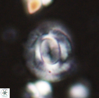 Calcidiscus gallagheri 28114