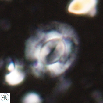 Calcidiscus gallagheri 28115