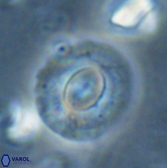 Calcidiscus gallagheri 28118