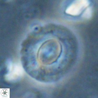 Calcidiscus gallagheri 28118