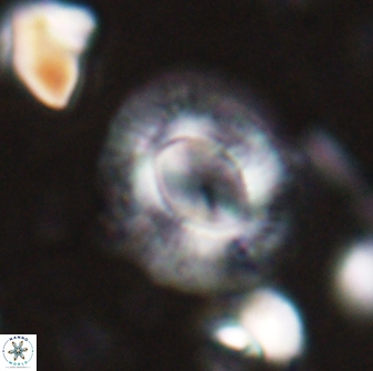 Calcidiscus gallagheri 28111