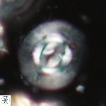 Calcidiscus gallagherii VR 028748