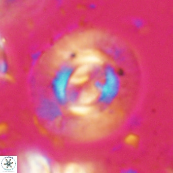 Calcidiscus gallagherii VR 028749