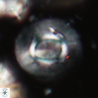 Calcidiscus gallagherii VR 028751