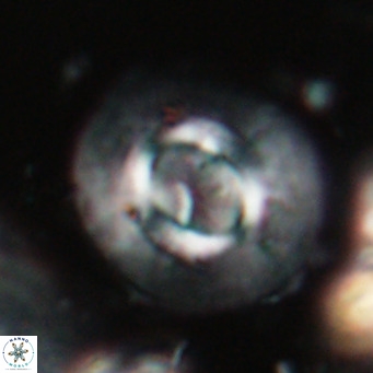 Calcidiscus gallagherii VR 028752