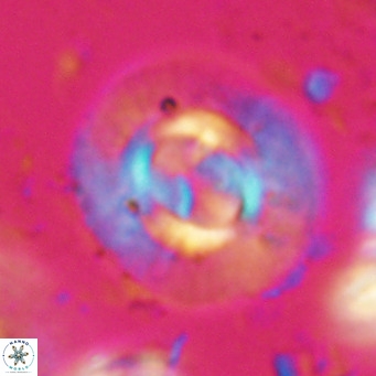 Calcidiscus gallagherii VR 028753