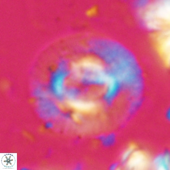 Calcidiscus gallagherii VR 028754