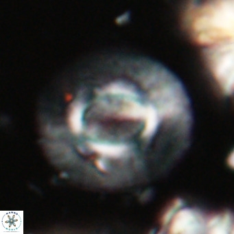 Calcidiscus gallagherii VR 028755