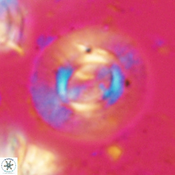 Calcidiscus gallagherii VR 028757