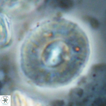 Calcidiscus gallagherii VR 028770