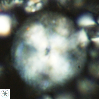 Calcidiscus leptoporus VR 04496