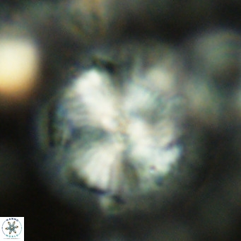 Calcidiscus leptoporus VR 04490