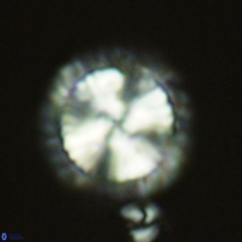 Calcidiscus leptoporus VR 05574