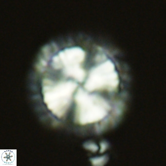 Calcidiscus leptoporus VR 05574