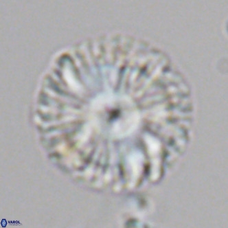 Calcidiscus leptoporus VR 05571