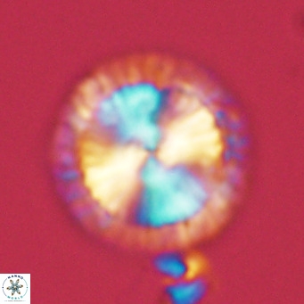 Calcidiscus leptoporus VR 05573