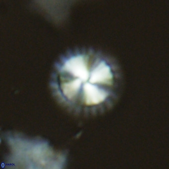 Calcidiscus leptoporus VR 06076