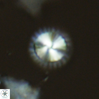 Calcidiscus leptoporus VR 06076
