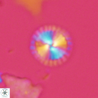 Calcidiscus leptoporus VR 06077