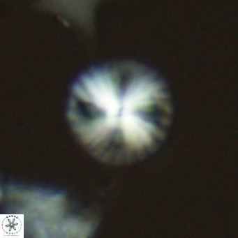 Calcidiscus leptoporus VR 06079