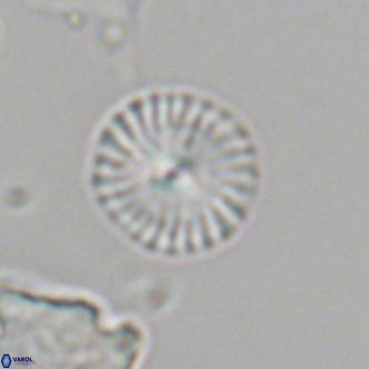 Calcidiscus leptoporus VR 06080