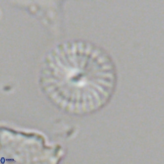 Calcidiscus leptoporus VR 06081