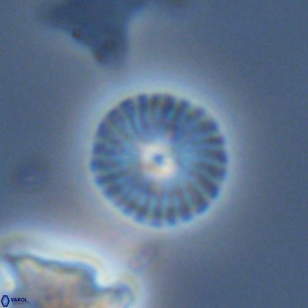 Calcidiscus leptoporus VR 06082